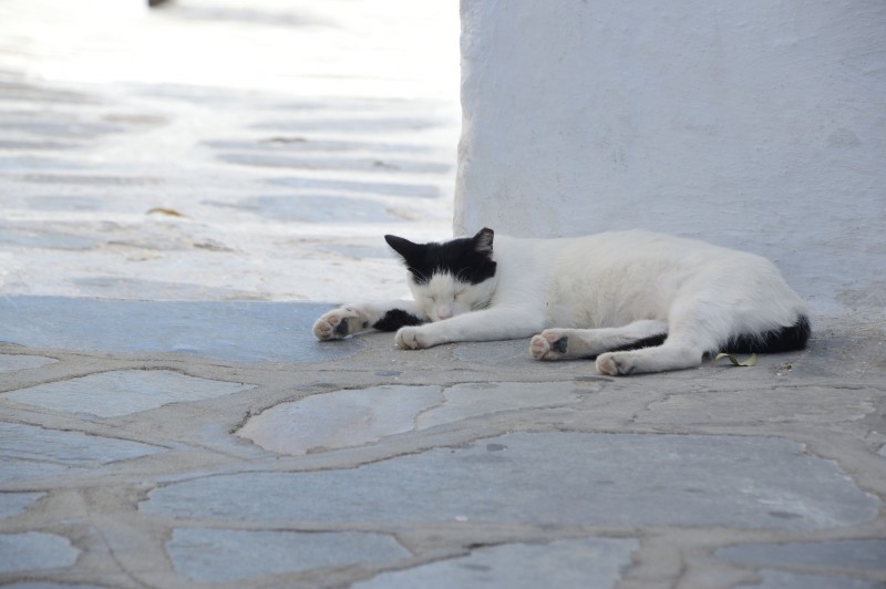 Le Mie Vacanze a Mykonos ! L'Isola del Vento nel Blu dell'Egeo